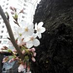 人形町の桜